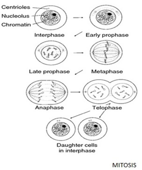 Mitosis Diagram